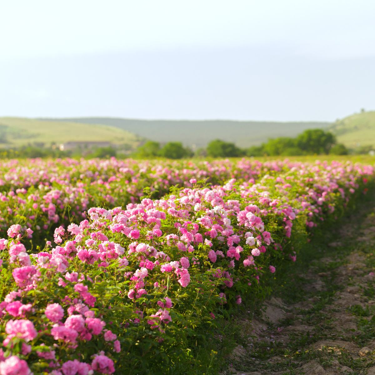 Field of blooming roses in Grasse, France, representing a natural source of fragrance for Maison Émeraude